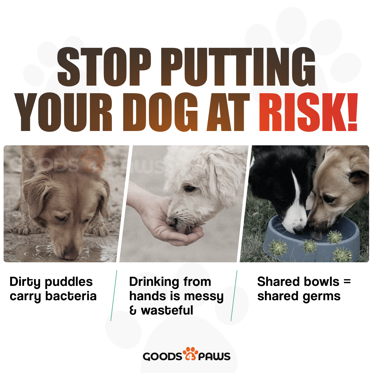 GoSip Dog Water Bottle 10 oz – Goods4Paws