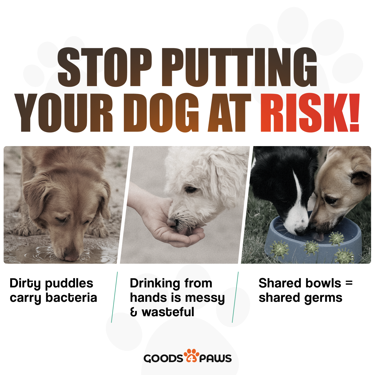 QuickSip Duo Dog Water Bottle 13 oz – Goods4Paws