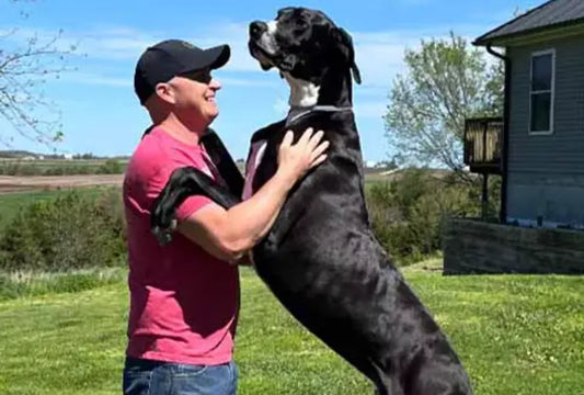 This Great Dane from Iowa is Officially the World’s Tallest Dog!