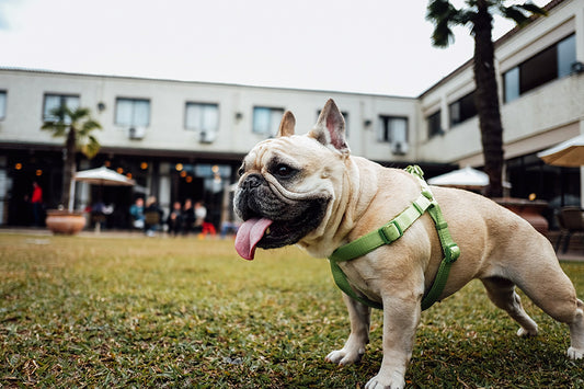 The French Bulldog has become America’s most popular dog breed, taking the title from the Labrador Retriever after 31 years.