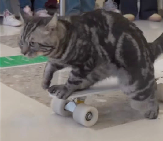 A remarkable cat has set a Guinness World Record for the fastest cat on a skateboard.