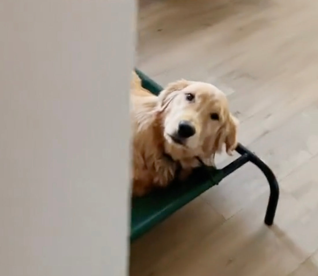 Golden Retriever Shows Mom the Most Heartbreaking Expression When She Passes By Without Giving Him Attention.