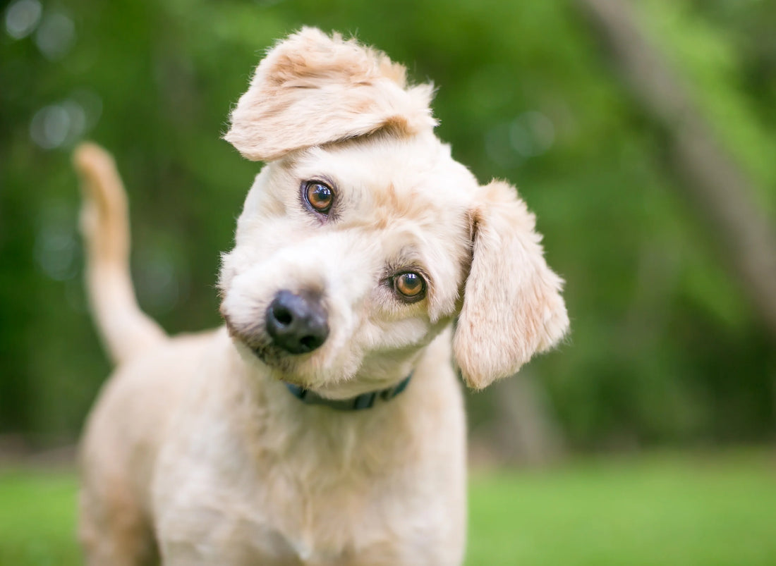 Why Do Dogs Tilt Their Heads?