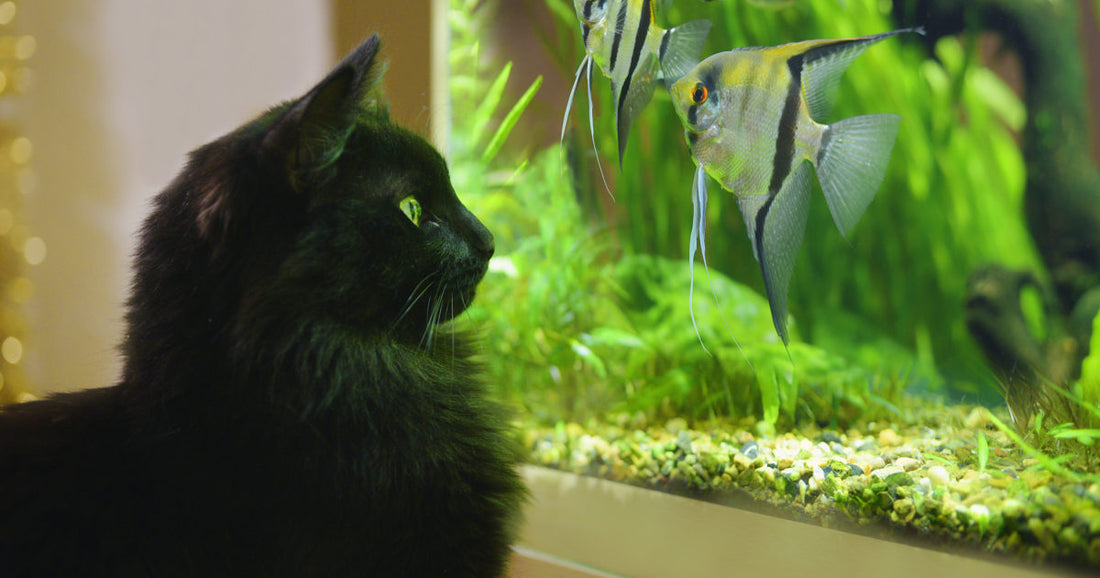 The Benefits of Keeping an Aquarium: Why Fish Make Great Pets