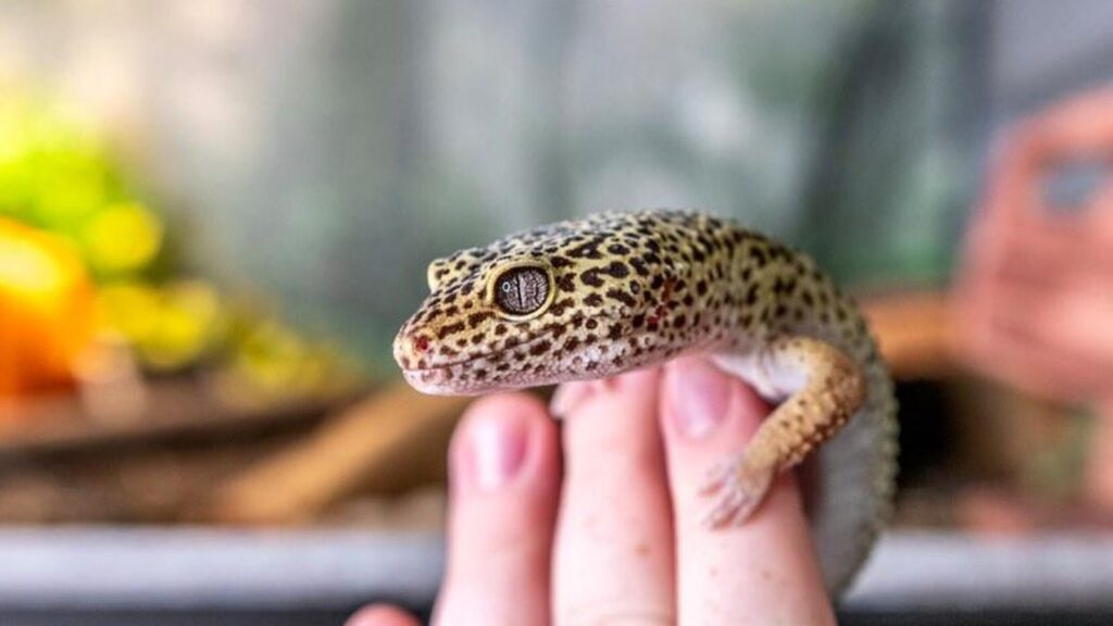 Advocacy for Responsible Reptile Ownership