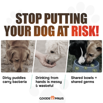 QuickSip Duo Dog Water Bottle 13 oz – Goods4Paws