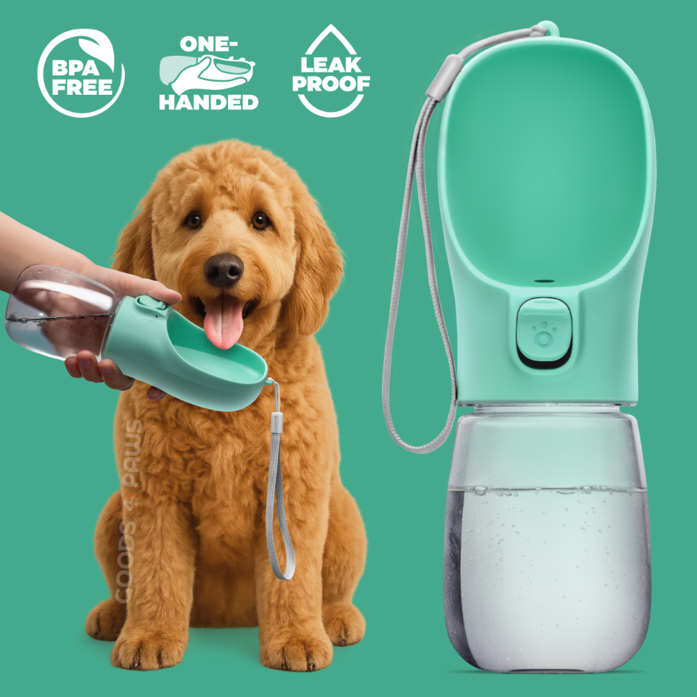 Dog with a green portable water bottle and features highlighted on a green background